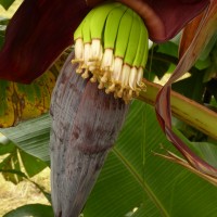 Musa × paradisiaca L.